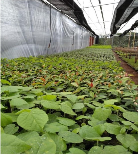 Nursery in Argentina