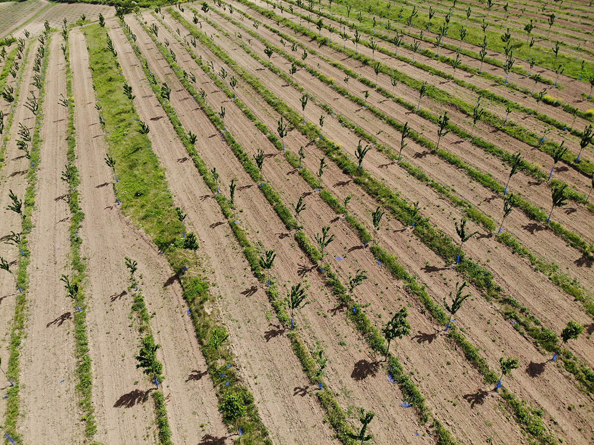 Tree Plantations Bulgaria