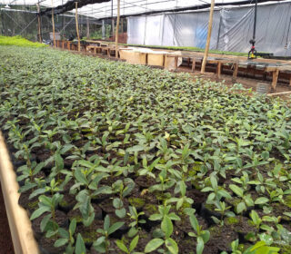 Nursery in Argentina Nursery in Argentina