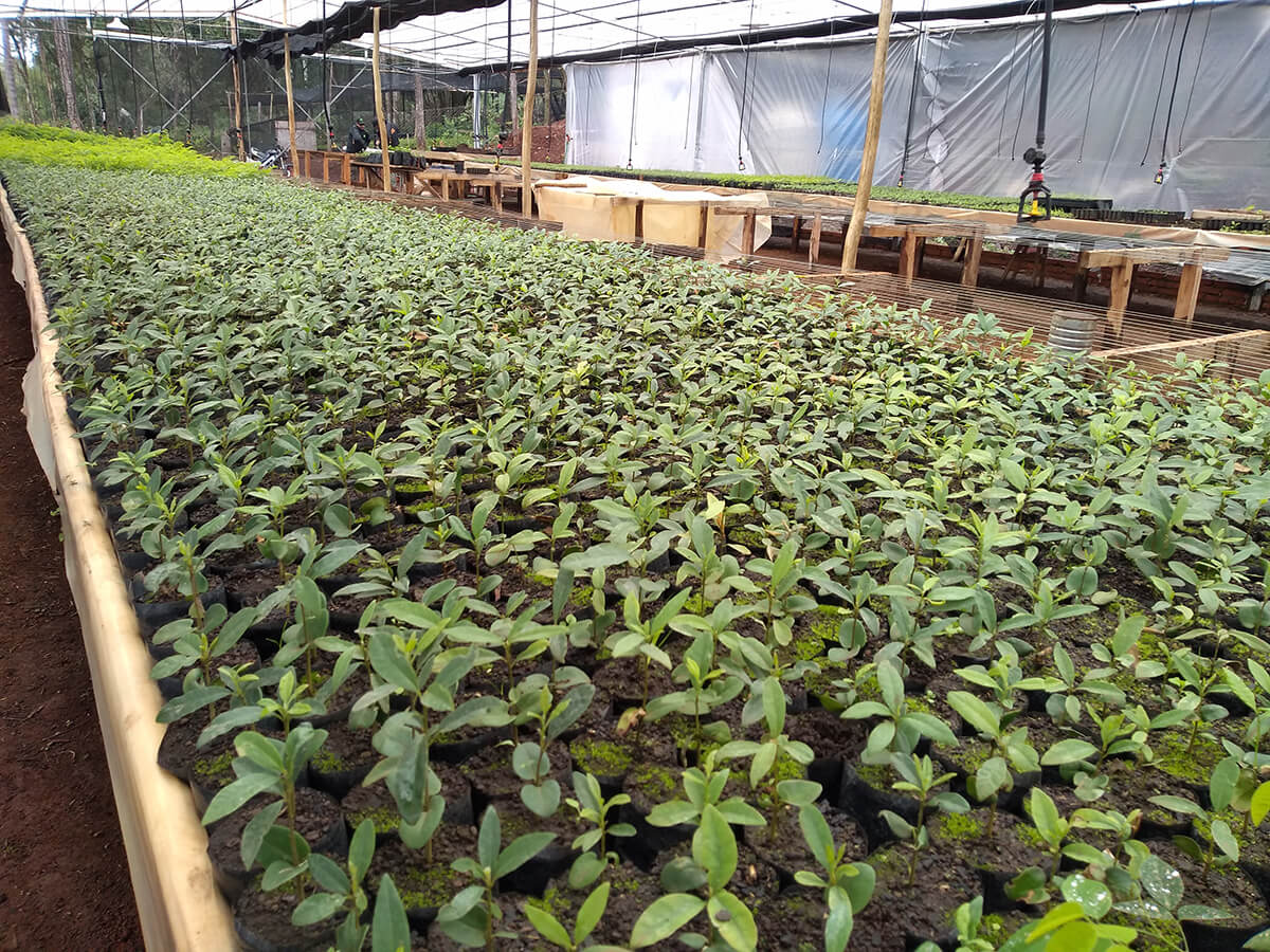 Nursery in Argentina