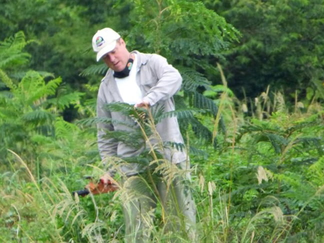 Afforestation in Misiones